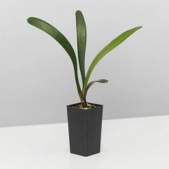 Shrubs Clivia Miniata