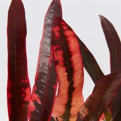 Shrubs Codiaeum Variegatum Full Sun