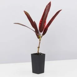 Shrubs Codiaeum Variegatum Full Sun