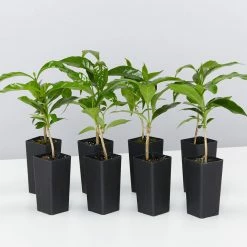 Shrubs Coffea Arabica