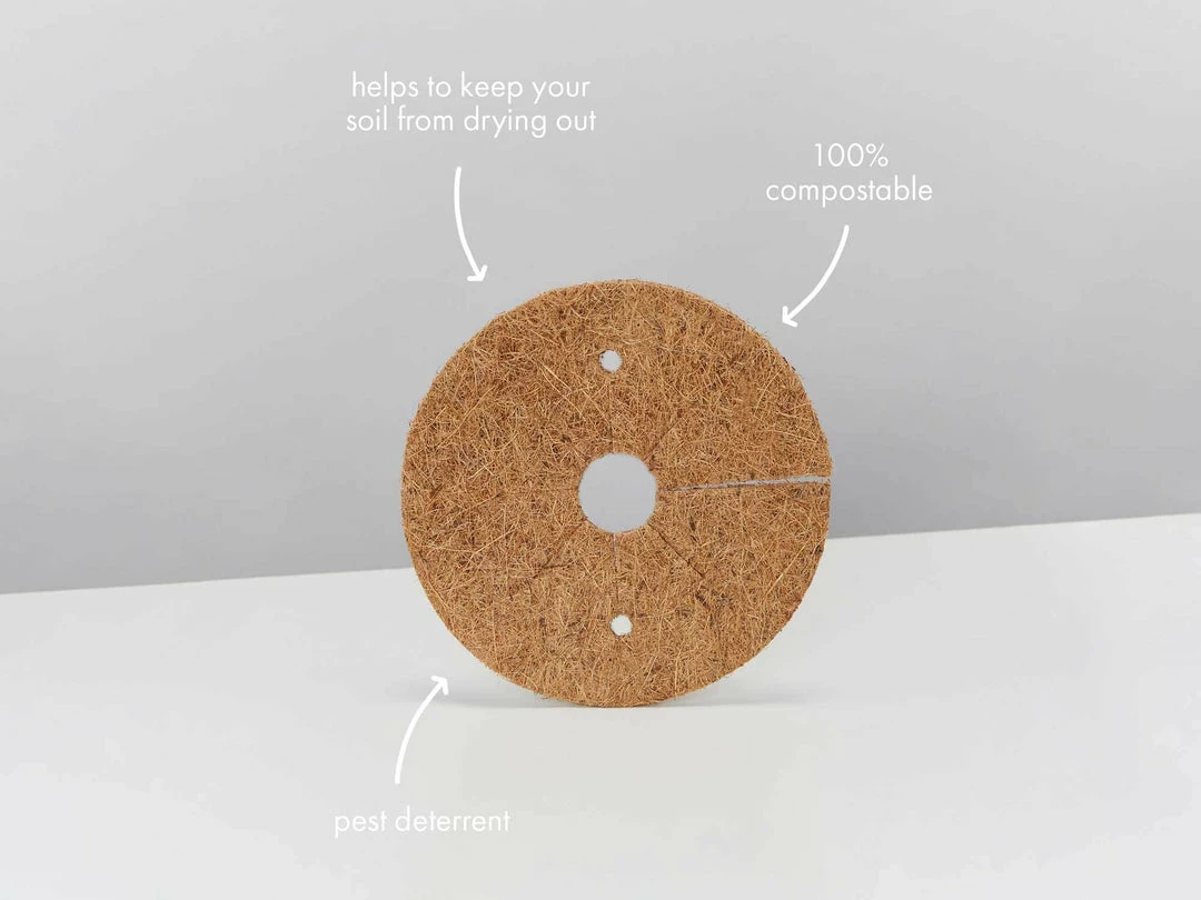 Pot + Plant Gift Box Border Plants Sansevieria Trifasciata Superba - Plant + Pot + Soil 8 Pot + Plant Gift Box Border Plants Sansevieria Trifasciata Superba - Plant + Pot + Soil