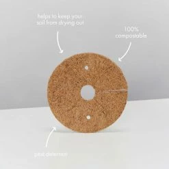 Succulents Snake Plants Sansevieria Trifasciata Golden Hahnii - Pot + Plant + Soil