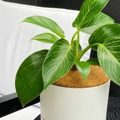 Plants In A Box Outdoor Accessories Coconut Coir Mats