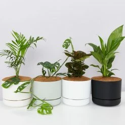 Indoor Garden Easy Care Plants Mr Kitly 4 Houseplants & 4 Pots