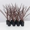 Shrubs Cordyline Terminalis 'Red Sensation' Full Sun