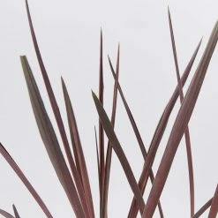 Shrubs Cordyline Terminalis 'Red Sensation' Full Sun