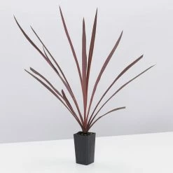 Shrubs Cordyline Terminalis 'Red Sensation' Full Sun
