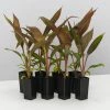 Shrubs Full Sun Cordyline Rubra