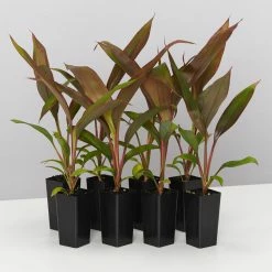 Shrubs Full Sun Cordyline Rubra