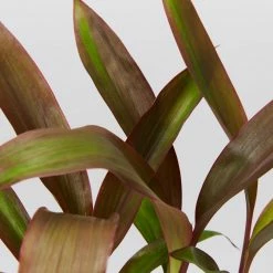 Shrubs Full Sun Cordyline Rubra