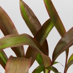 Shrubs Pool Friendly Plants Tropical Mixed Pack Of Outdoor Plants