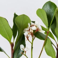 Ozbreed Cosmic White™ Rhaphiolepis Indica ‘RAPH01’ Pbr Shrubs