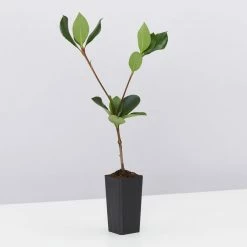 Ozbreed Cosmic White™ Rhaphiolepis Indica ‘RAPH01’ Pbr Shrubs