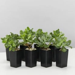 Indoor Garden Crassula Arborescens Blue Waves