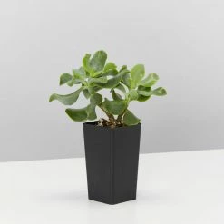 Indoor Garden Crassula Arborescens Blue Waves