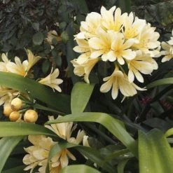 Shrubs Border Plants Clivia Miniata Cream