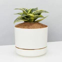 Succulents Snake Plants Sansevieria Trifasciata Golden Hahnii - Pot + Plant + Soil