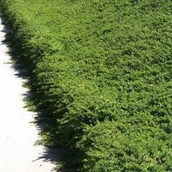 Shrubs Myoporum Parvifolium Pink Full Sun