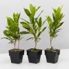 Shrubs Codiaeum Variegatum Gold Dust Plant Pack