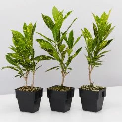 Shrubs Codiaeum Variegatum Gold Dust Plant Pack