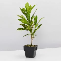 Shrubs Codiaeum Variegatum Gold Dust Plant Pack