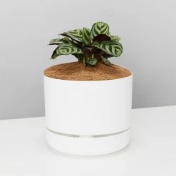 Pot + Plant Gift Box Ctenanthe Burle Marxii - Pot + Plant + Soil Easy Care Plants