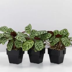 Indoor Garden Ctenanthe Burle Marxii 14 Indoor Garden Ctenanthe Burle Marxii