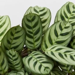 Indoor Garden Calathea And Ctenanthe Houseplant Pack - 85mm 15 Indoor Garden Calathea And Ctenanthe Houseplant Pack - 85mm