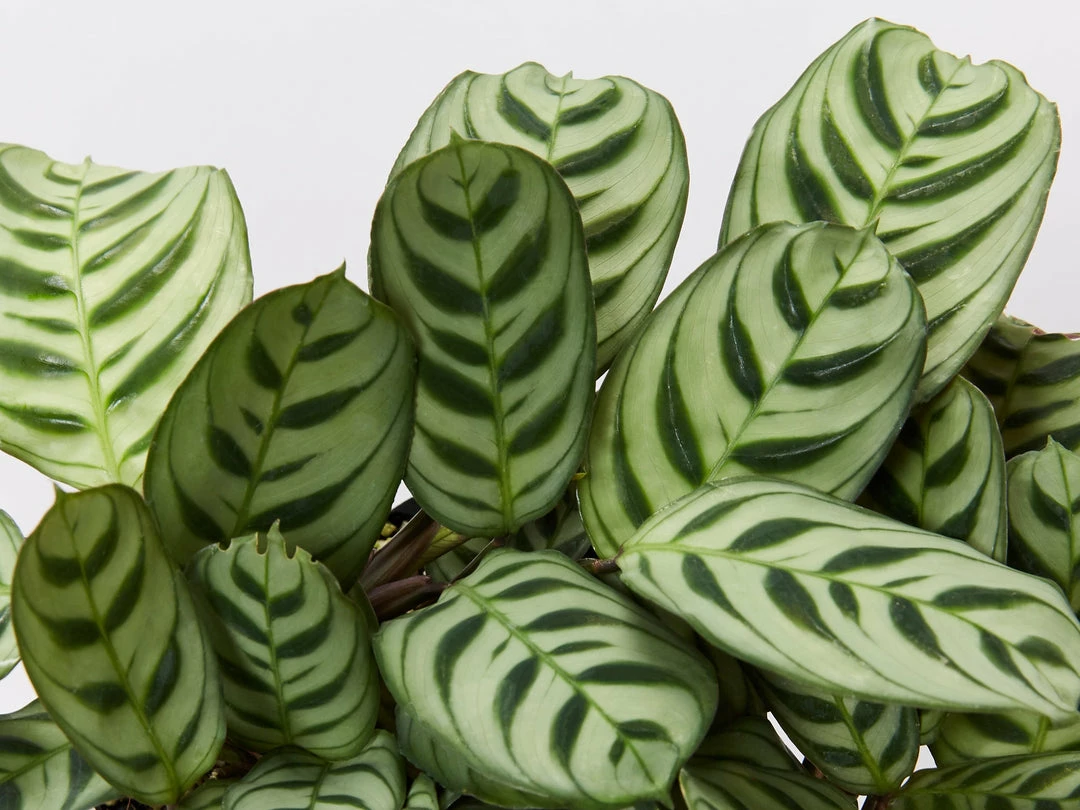 Indoor Garden Calathea And Ctenanthe Houseplant Pack - 85mm 8 Indoor Garden Calathea And Ctenanthe Houseplant Pack - 85mm