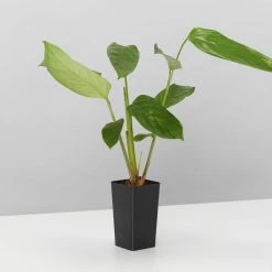 Plants In A Box Ctenanthe Lubbersiana The Green Never Never Plant