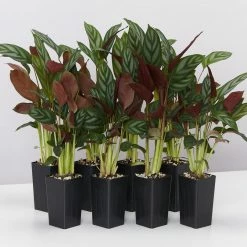Indoor Garden Ctenanthe Setosa Houseplant Pack Pet-friendly Indoor Plants