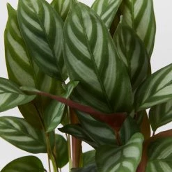 Indoor Garden Ctenanthe Setosa Houseplant Pack Pet-friendly Indoor Plants