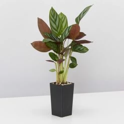 Indoor Garden Calathea And Ctenanthe Houseplant Pack