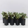 Indoor Garden Ctenanthe Amagris Herringhone Never Never Plant