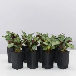 Indoor Garden Ctenanthe Amagris Herringhone Never Never Plant