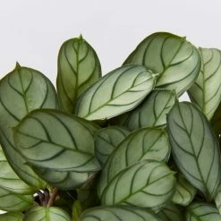 Indoor Garden Ctenanthe Amagris Herringhone Never Never Plant