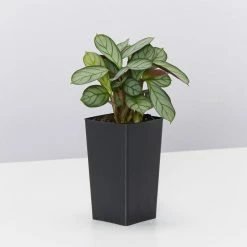 Indoor Garden Air Purifying Rainbow 🌈 Box - Indoor