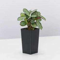 Indoor Garden Ctenanthe Amagris Herringhone Never Never Plant