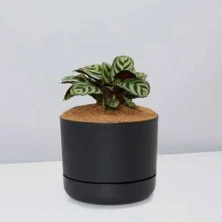 Pot + Plant Gift Box Ctenanthe Burle Marxii - Pot + Plant + Soil Easy Care Plants