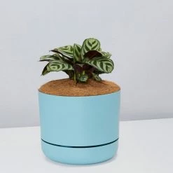 Pot + Plant Gift Box Ctenanthe Burle Marxii - Pot + Plant + Soil Easy Care Plants
