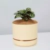 Pot + Plant Gift Box Ctenanthe Burle Marxii - Pot + Plant + Soil Easy Care Plants