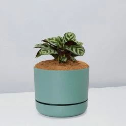 Pot + Plant Gift Box Ctenanthe Burle Marxii - Pot + Plant + Soil Easy Care Plants