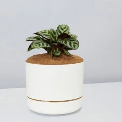 Pot + Plant Gift Box Ctenanthe Burle Marxii - Pot + Plant + Soil Easy Care Plants