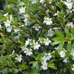 Hedge Shrubs Cuphea Hyssopifolia White