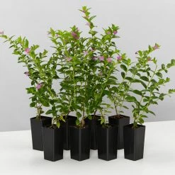 Hedge Shrubs Cuphea Hyssopifolia Mauve