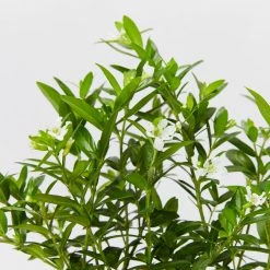 Hedge Cuphea Mexicana Compact White Shrubs