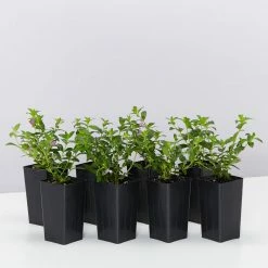 Shrubs Cuphea Mexicana Compacta Purple