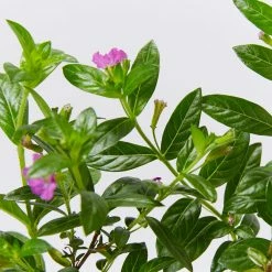 Shrubs Cuphea Mexicana Compacta Purple