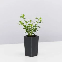 Shrubs Cuphea Mexicana Compacta Purple