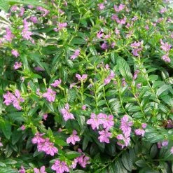 Hedge Shrubs Cuphea Hyssopifolia Mauve